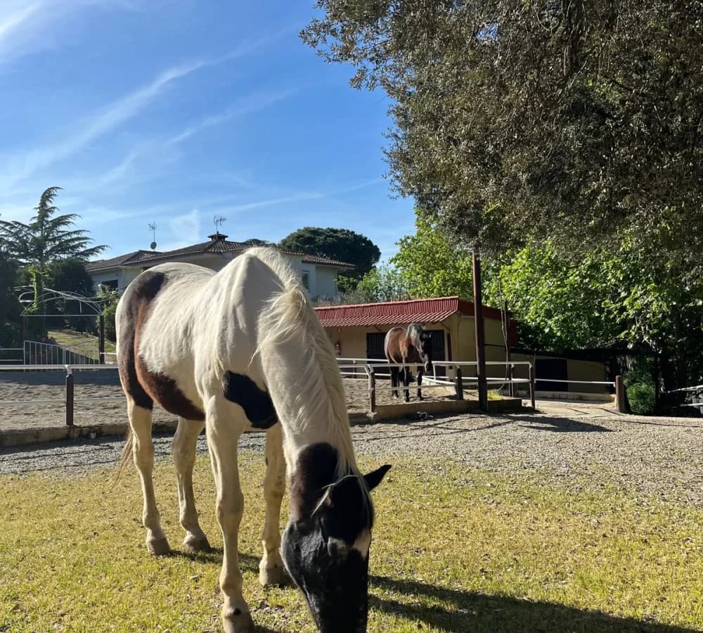 L'activitat es fa a la Hípica Fundació Federica Cerdà, un entorn natural i tranquil on els infants aprenen en contacte directe amb els cavalls i la natura.